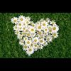 daisy_7106